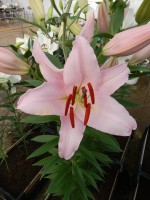 [3498 PO19 Mistero No202.JPG]